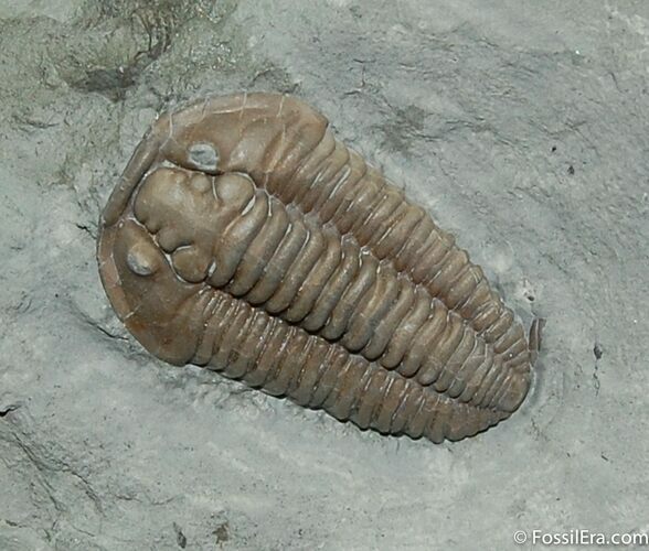 / Inch Prone Flexicalymene Trilobite #491